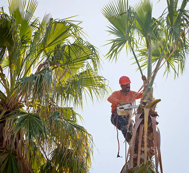 Best Palm Tree Trimming  in Laton, CA